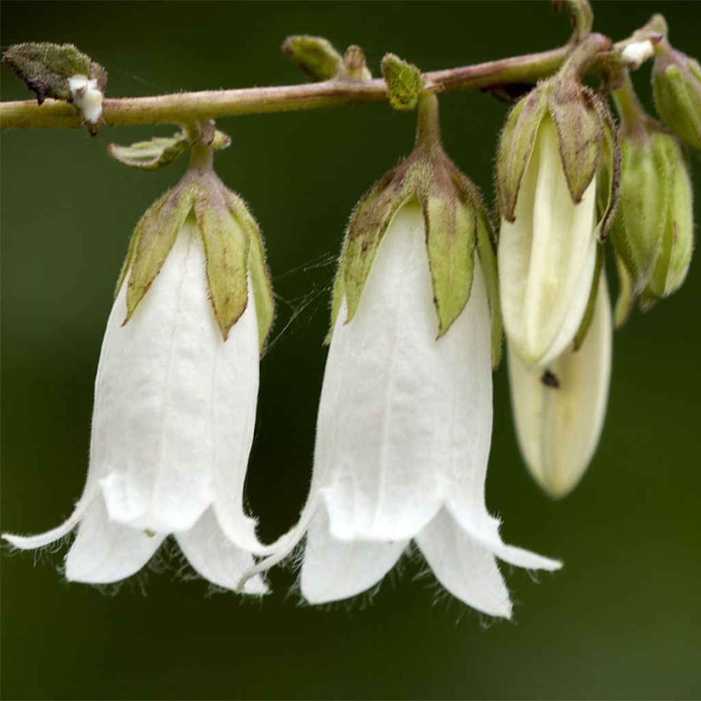Campanula alliariifolia