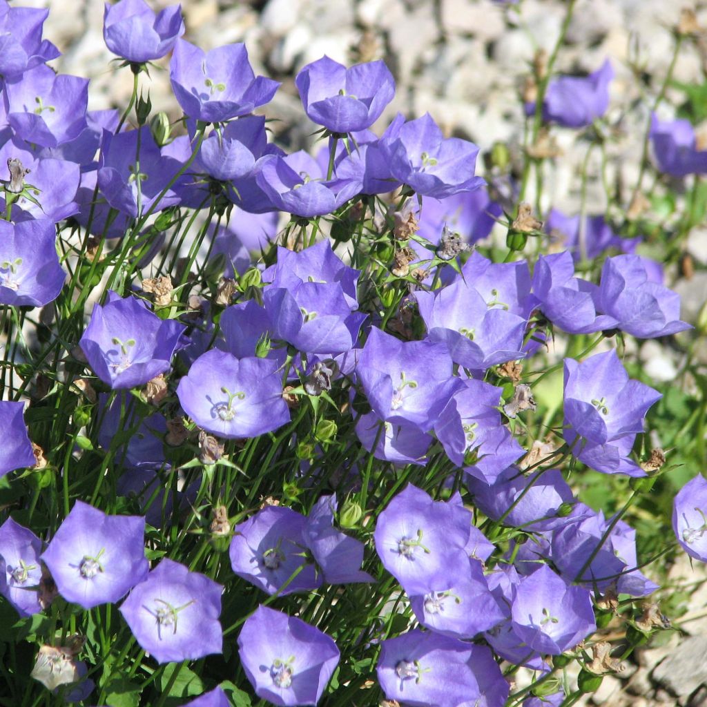 Campanula carpatica