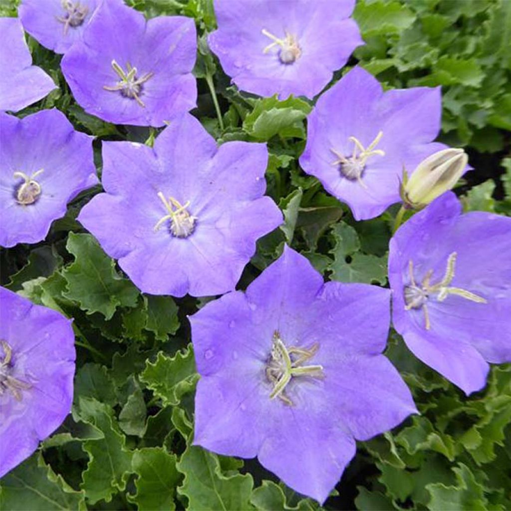 Campanula carpatica