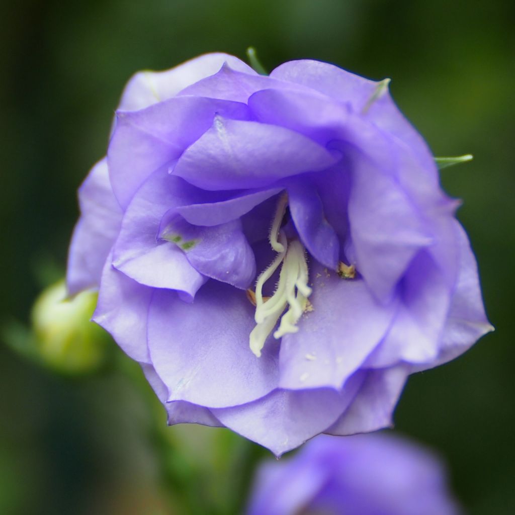 Campanula persicifolia La Belle