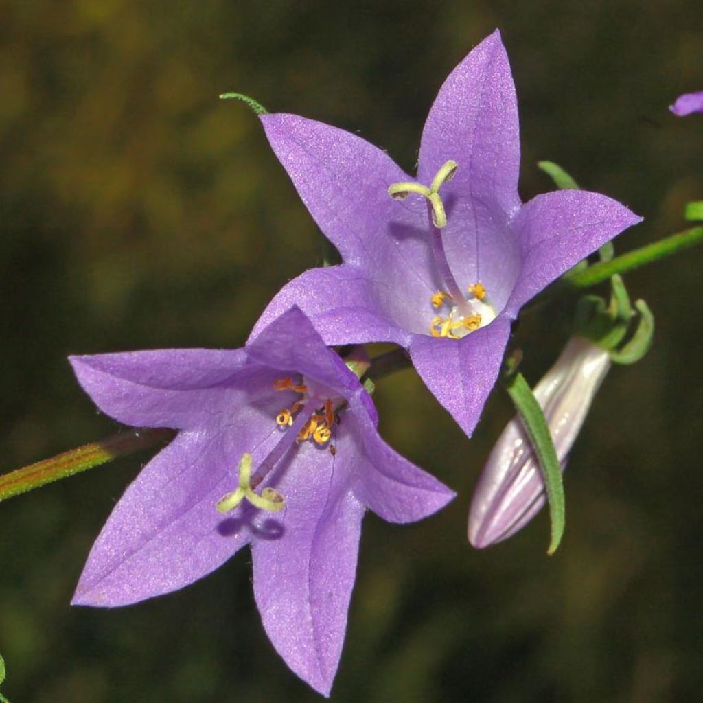 Campanula rapunculoides