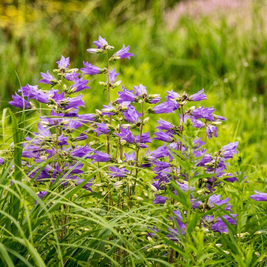 Campanula trachelium