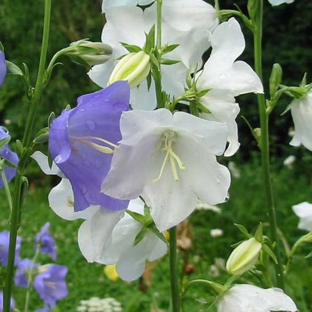 Campanula persicifolia Alba