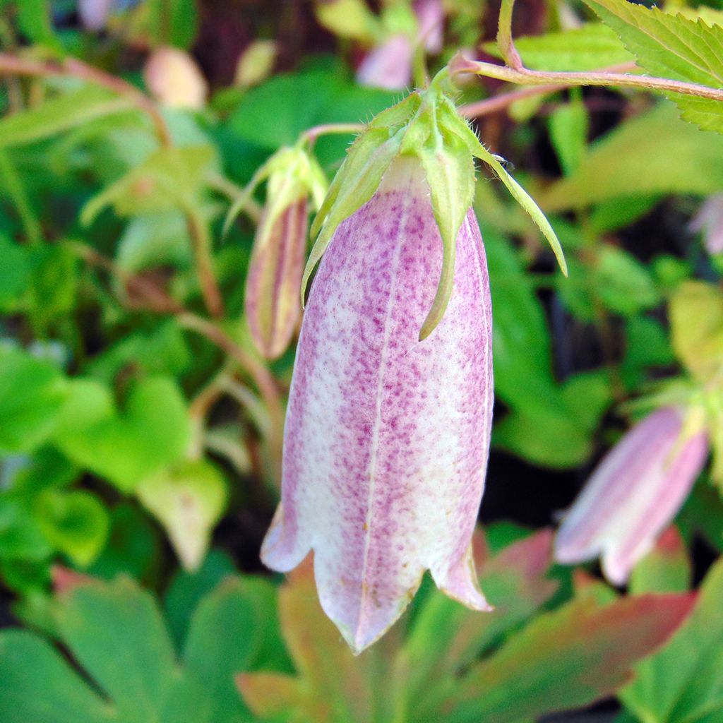 Campanula takesimana Elizabeth