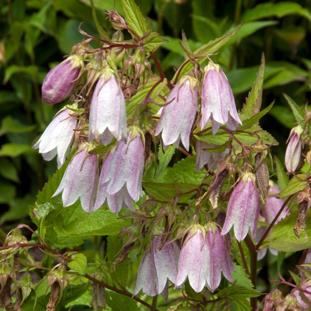 Campanula takesimana Elizabeth