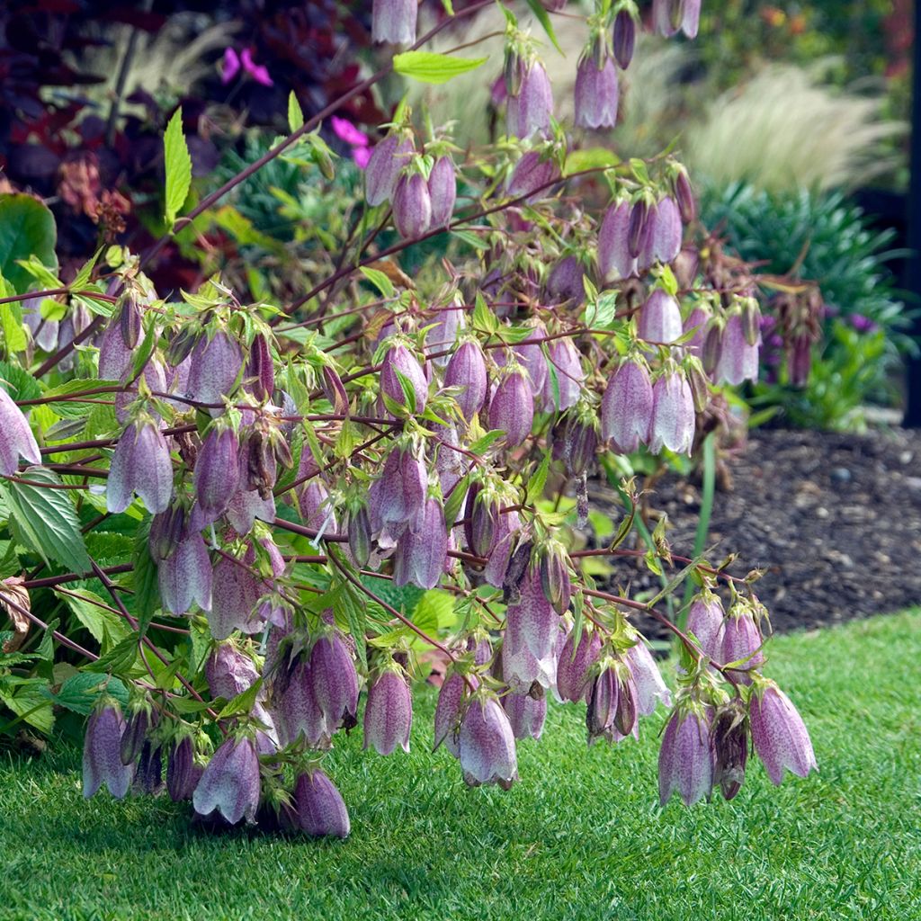 Campanula takesimana Elizabeth