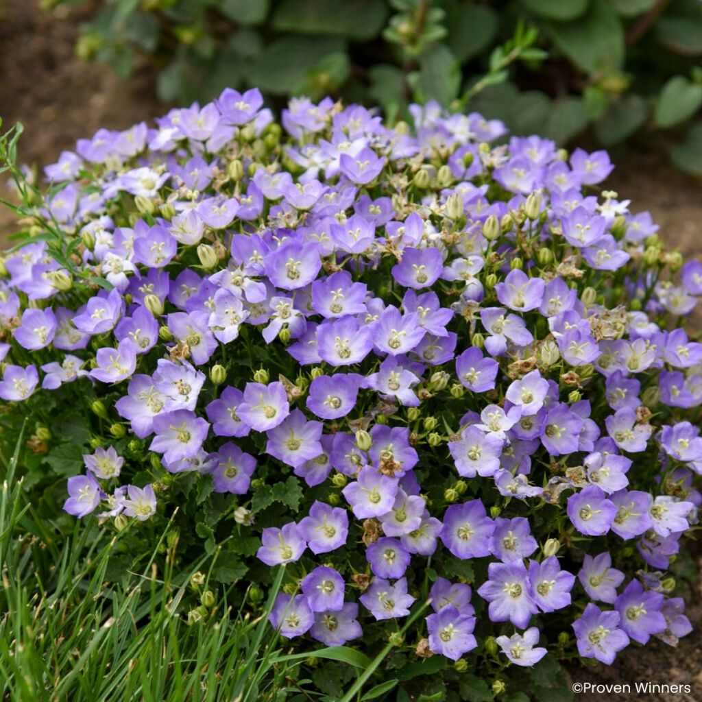 Campanula carpatica Mini Marvels Twilight