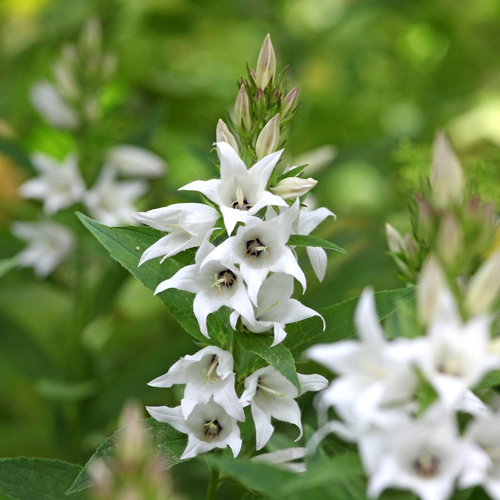 Campanula glomerata Genti White - Clustered bellflower