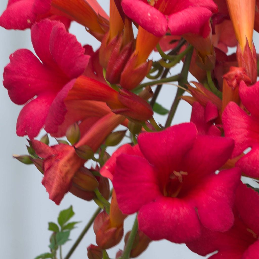 Campsis x tagliabuana Summer Jazz Fire