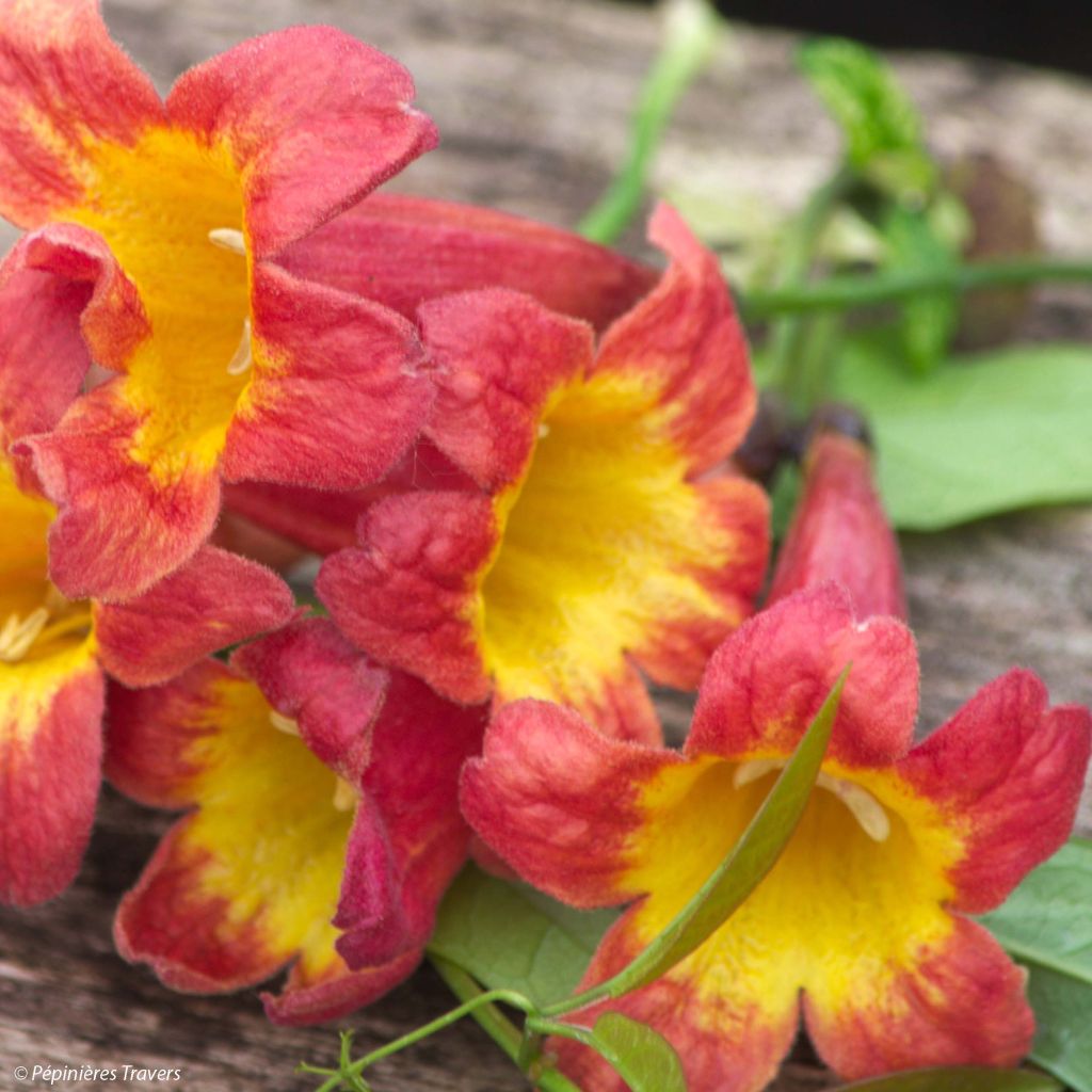 Campsis capreolata Tangerine Beauty