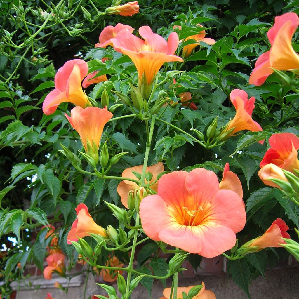 Campsis grandiflora 