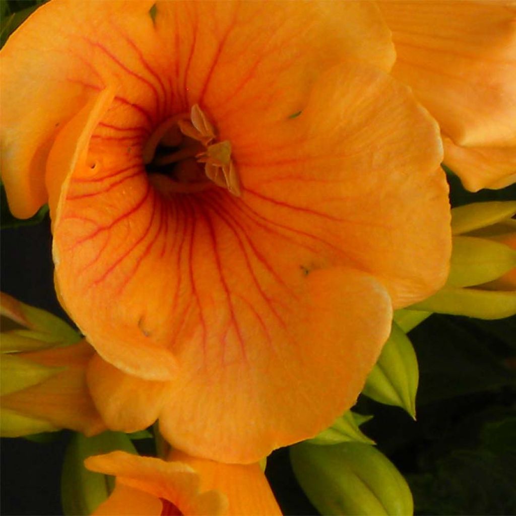 Campsis x tagliabuana Summer Jazz Gold
