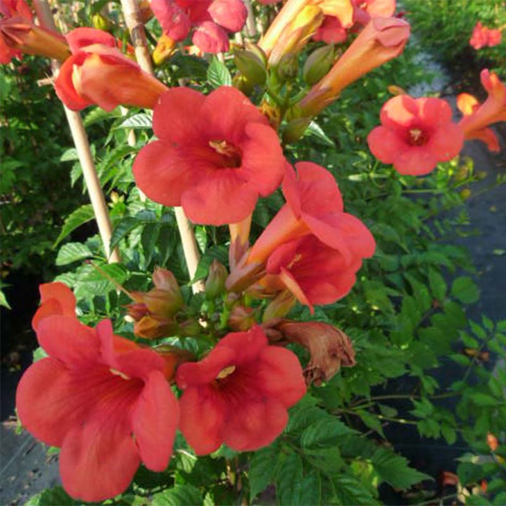 Campsis radicans x grandiflora Madame Galen