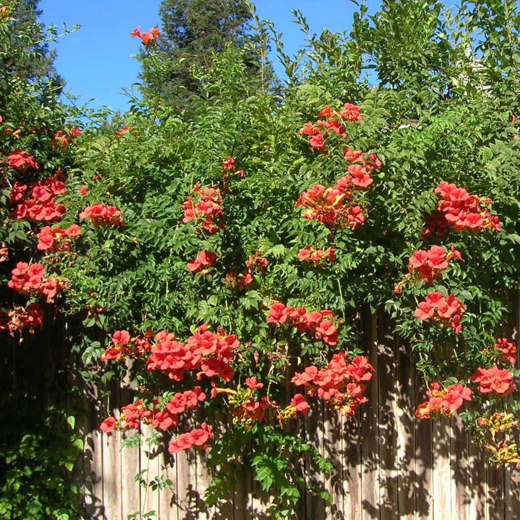 Campsis radicans x grandiflora Madame Galen