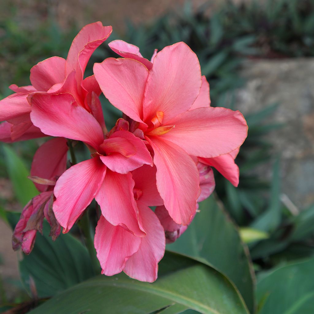 Canna indica Empire - Indian shot