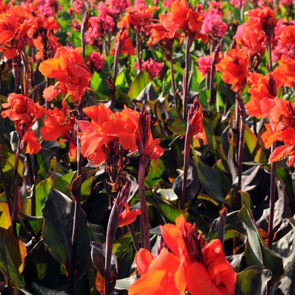 Canna Red King Humbert - Indian shot