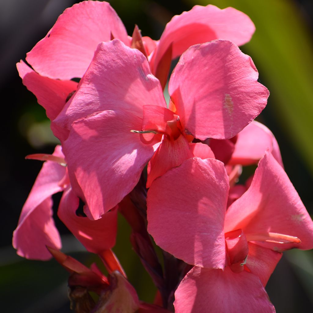 Canna indica Pink and Roses - Indian shot