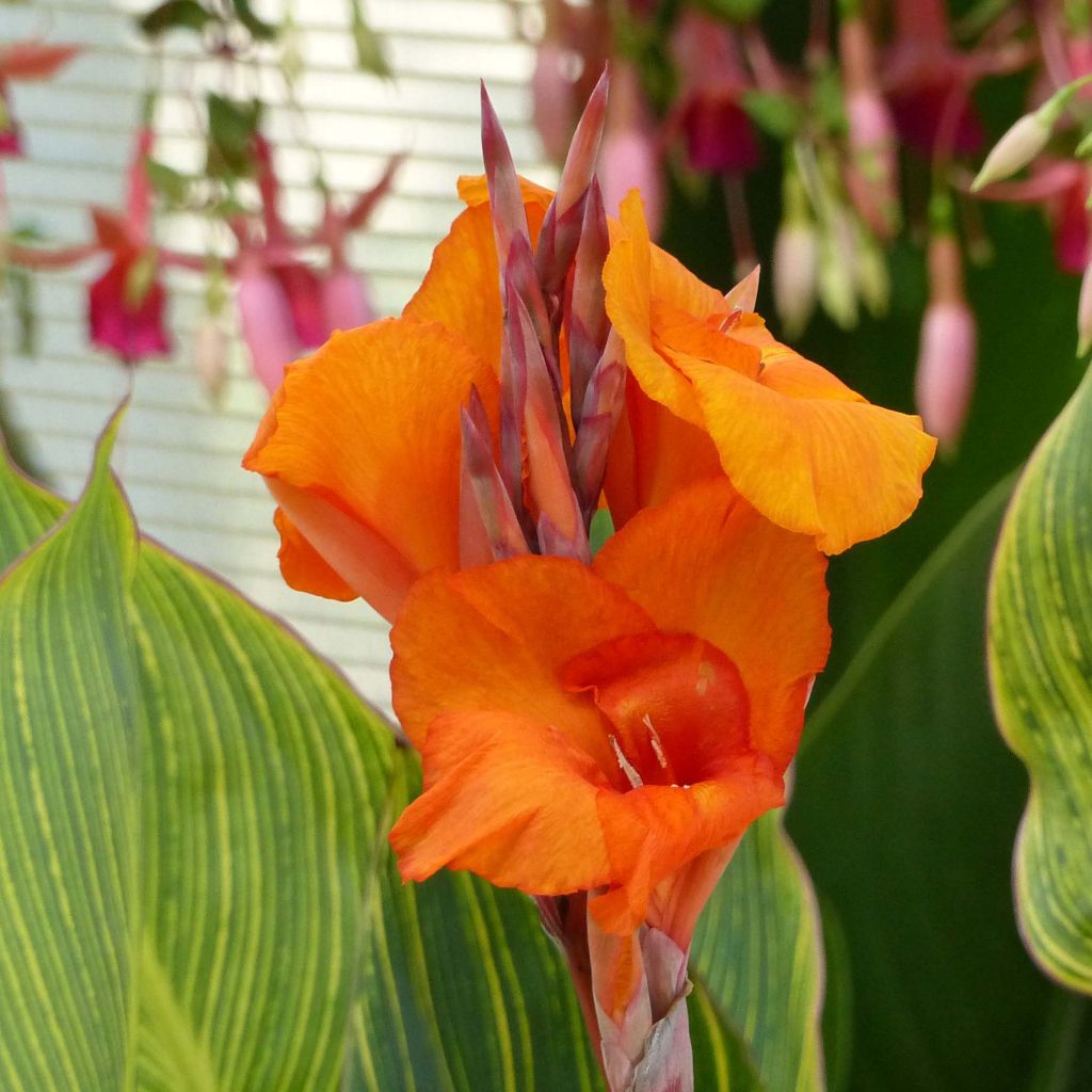 Canna Striata - Indian shot