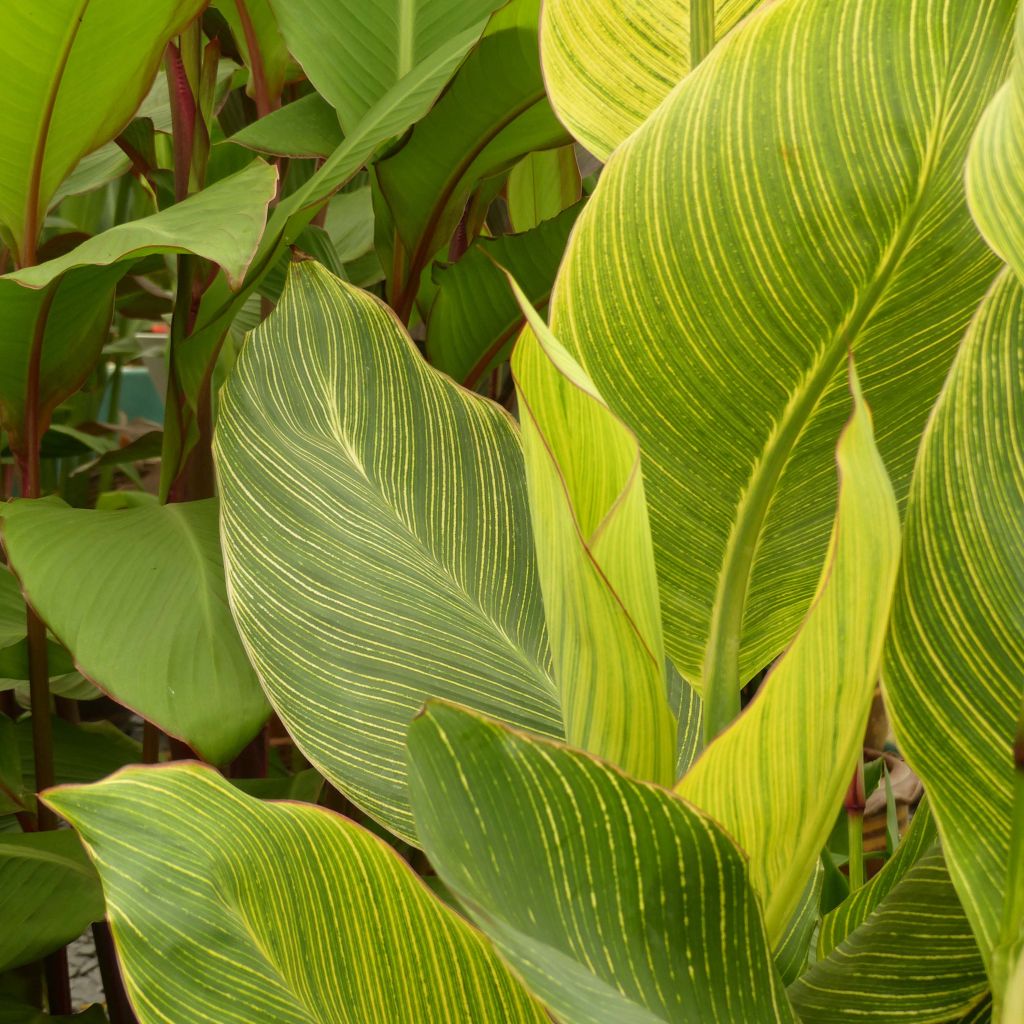 Canna Striata - Indian shot