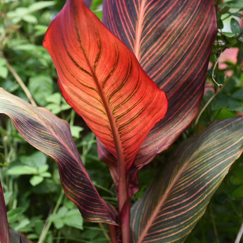 Canna Durban - Indian shot