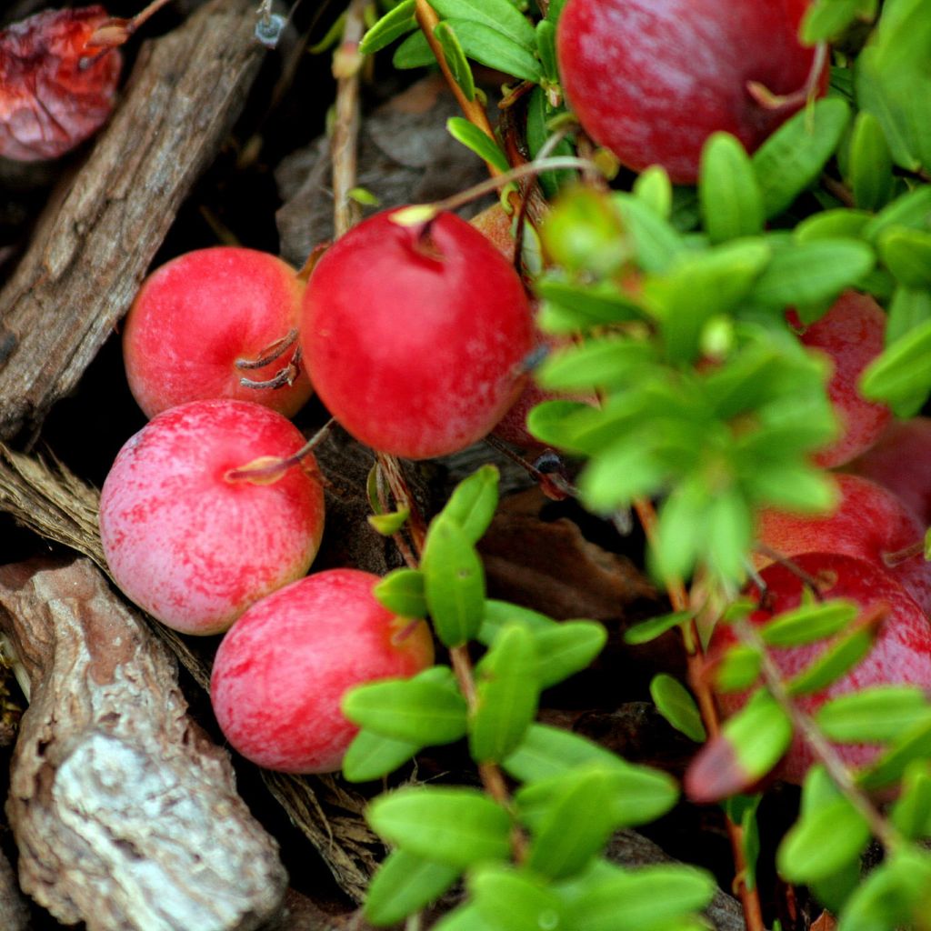 Vaccinium Early Black - Cranberry