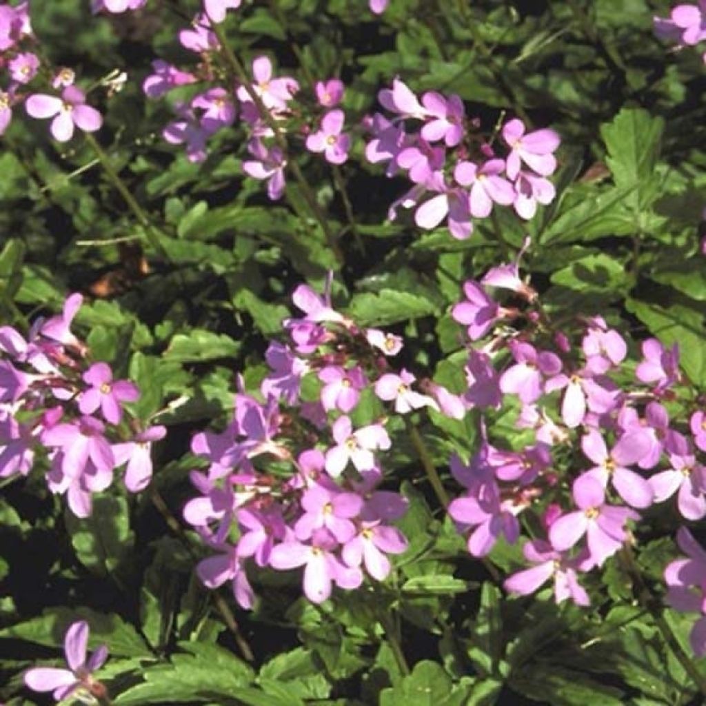Cardamine quinquefolia