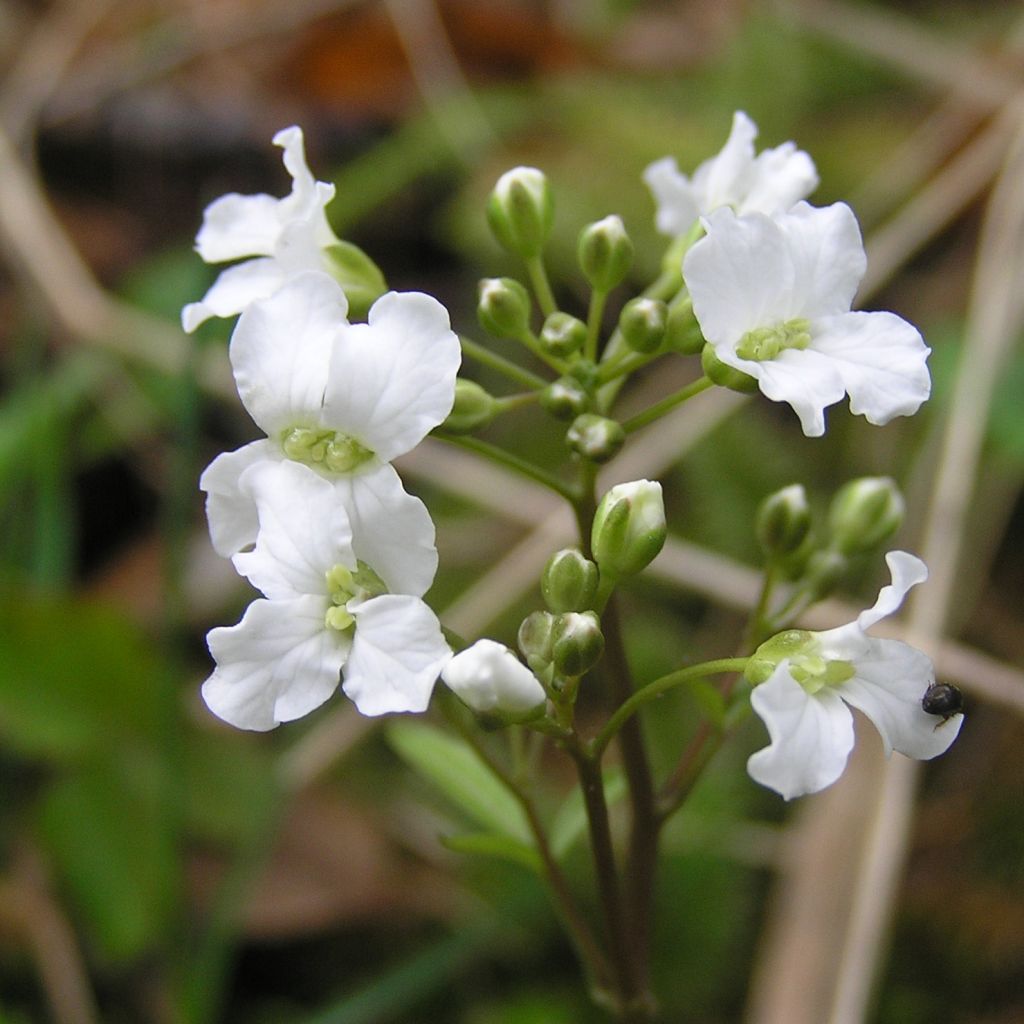 Cardamine trifolia