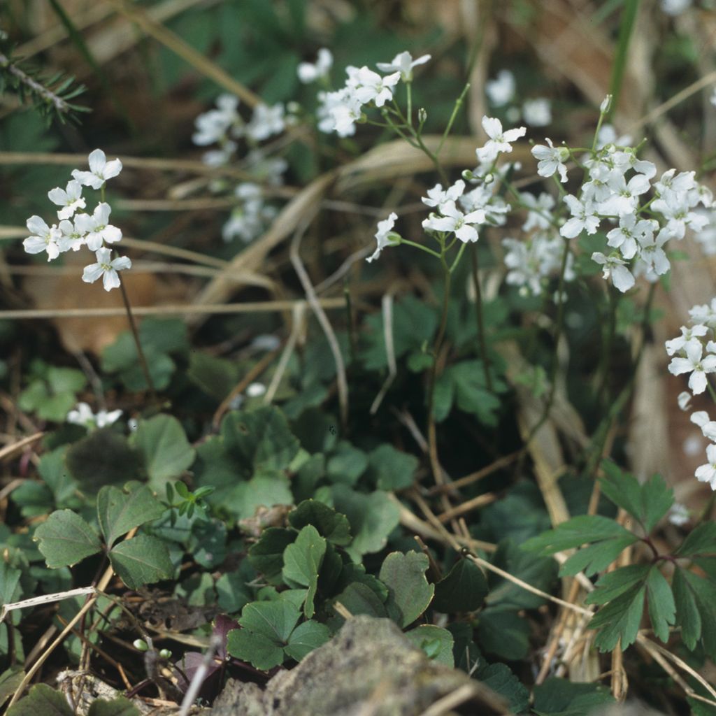 Cardamine trifolia