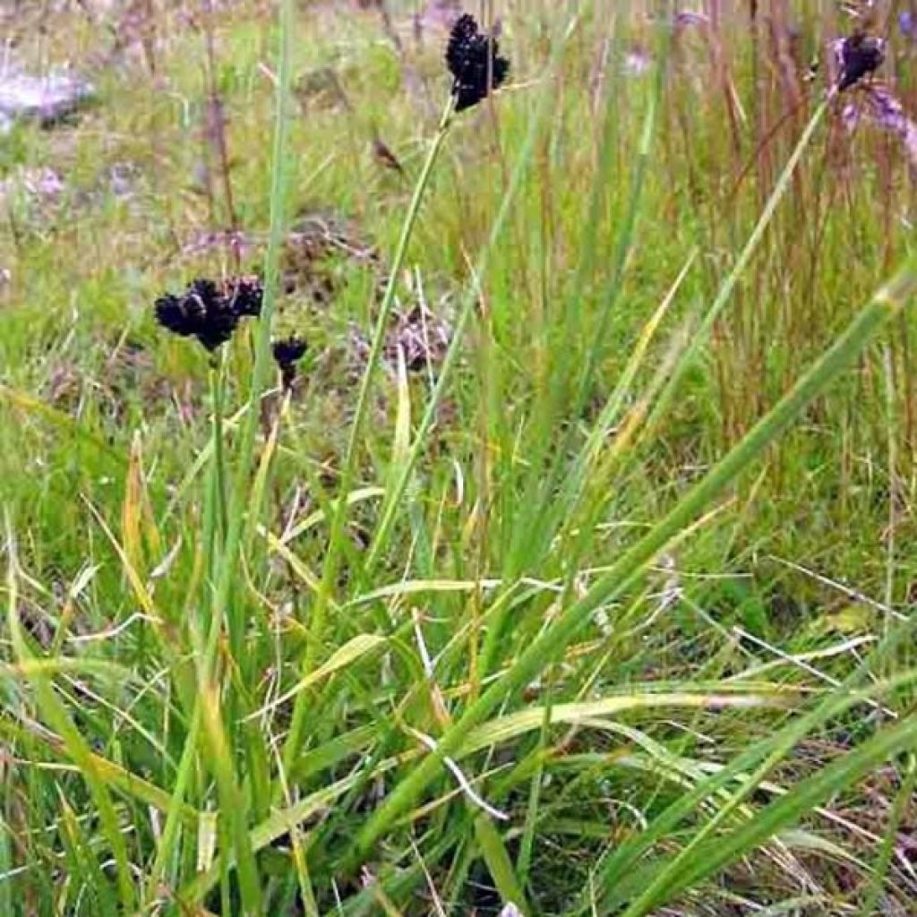 Carex atrata