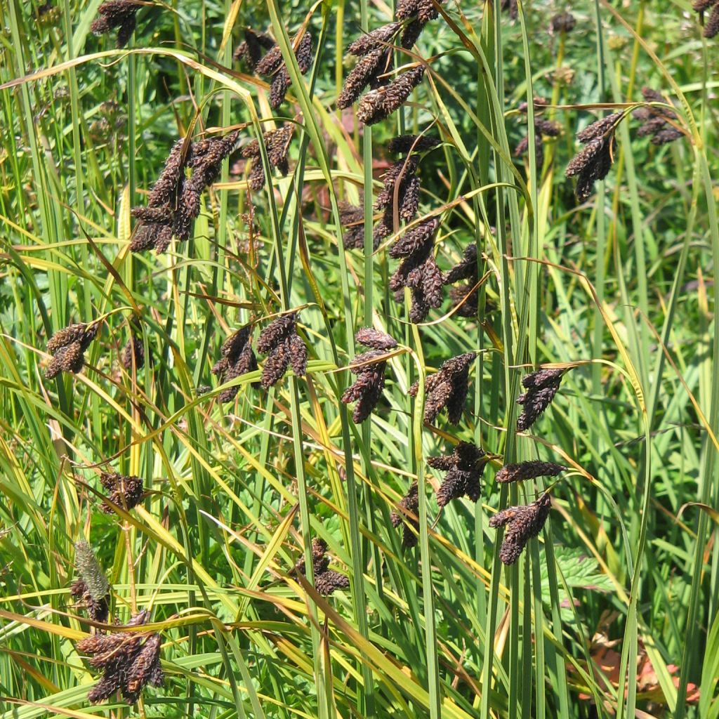 Carex atrata