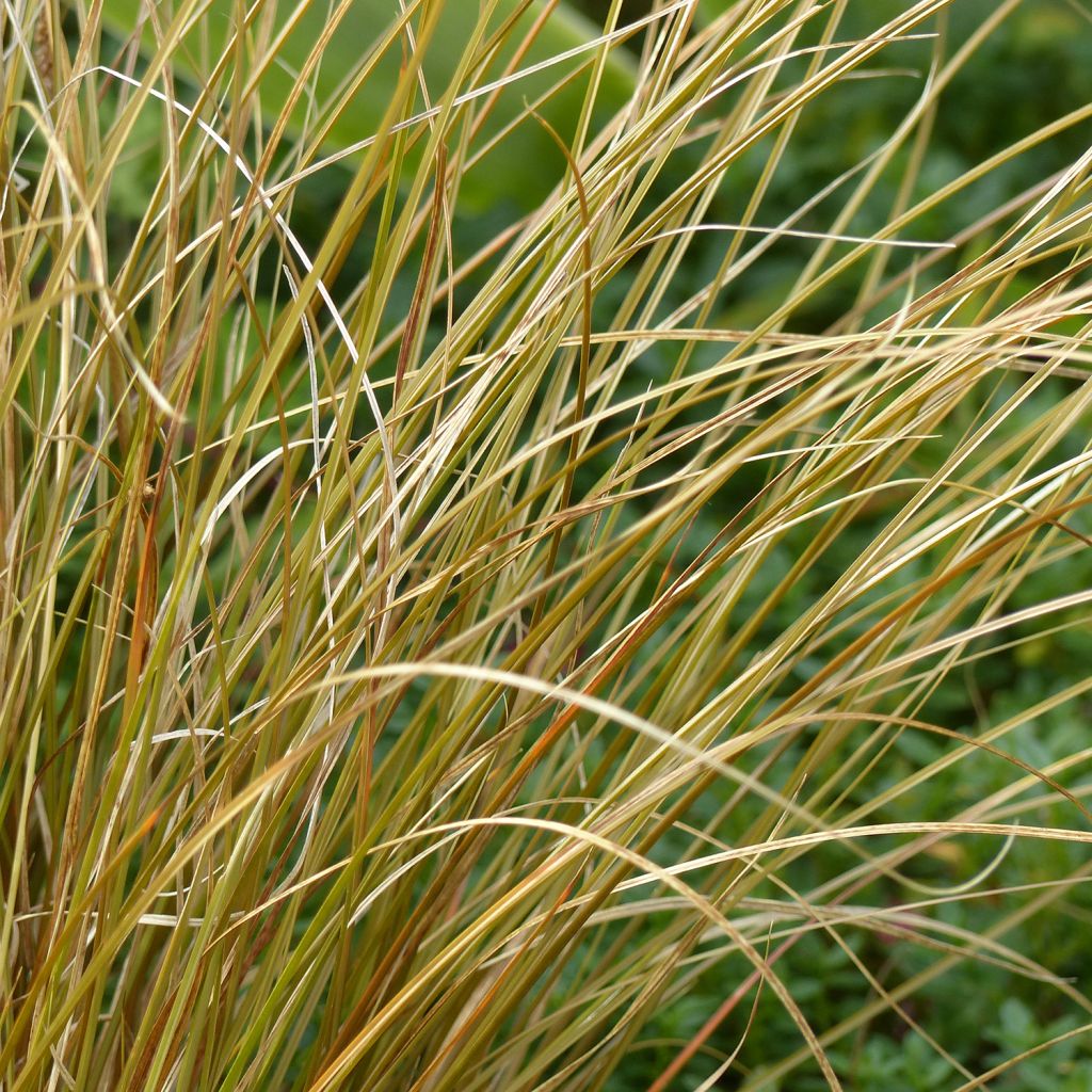 Carex comans Milk Chocolate