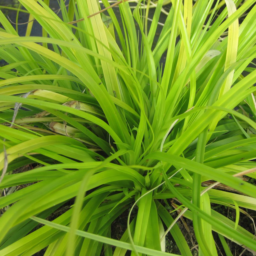 Carex oshimensis Everillo - Oshima Sedge