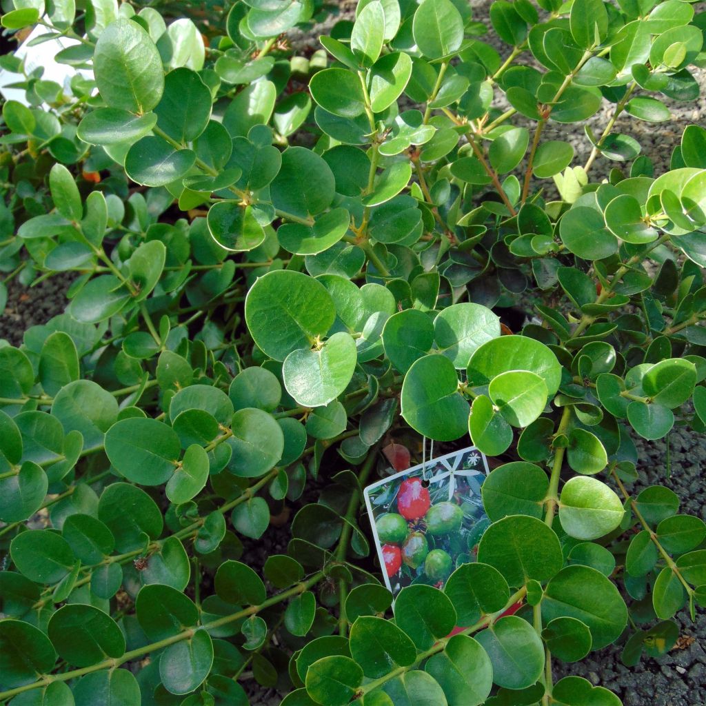 Carissa macrocarpa