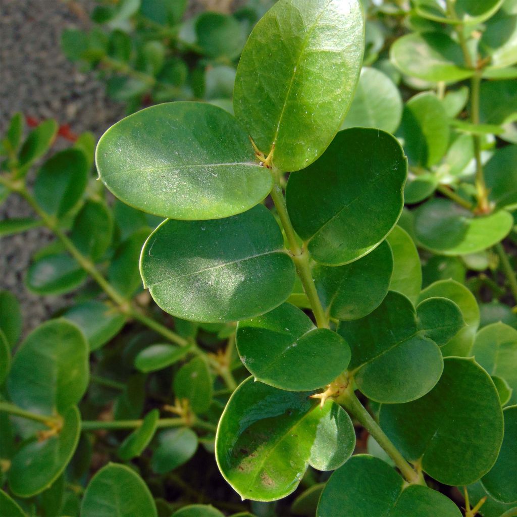Carissa macrocarpa