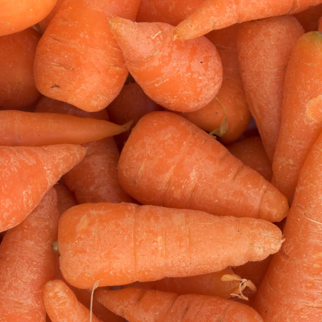 Carrot Chantenay Red Cored organic seeds - Daucus carota