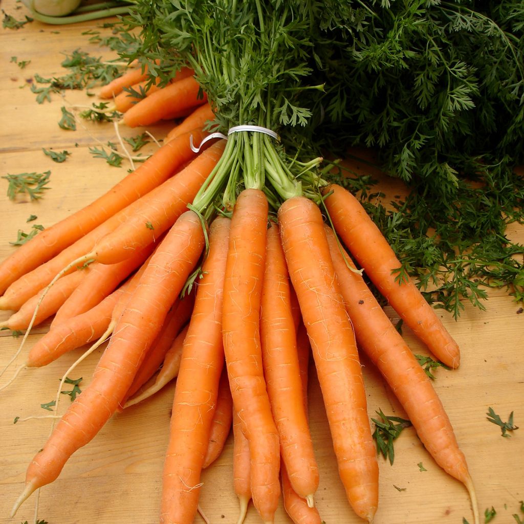 Daucus carota subsp. sativus Nantaise 2 Race Tip Top seeds - Nantes carrot