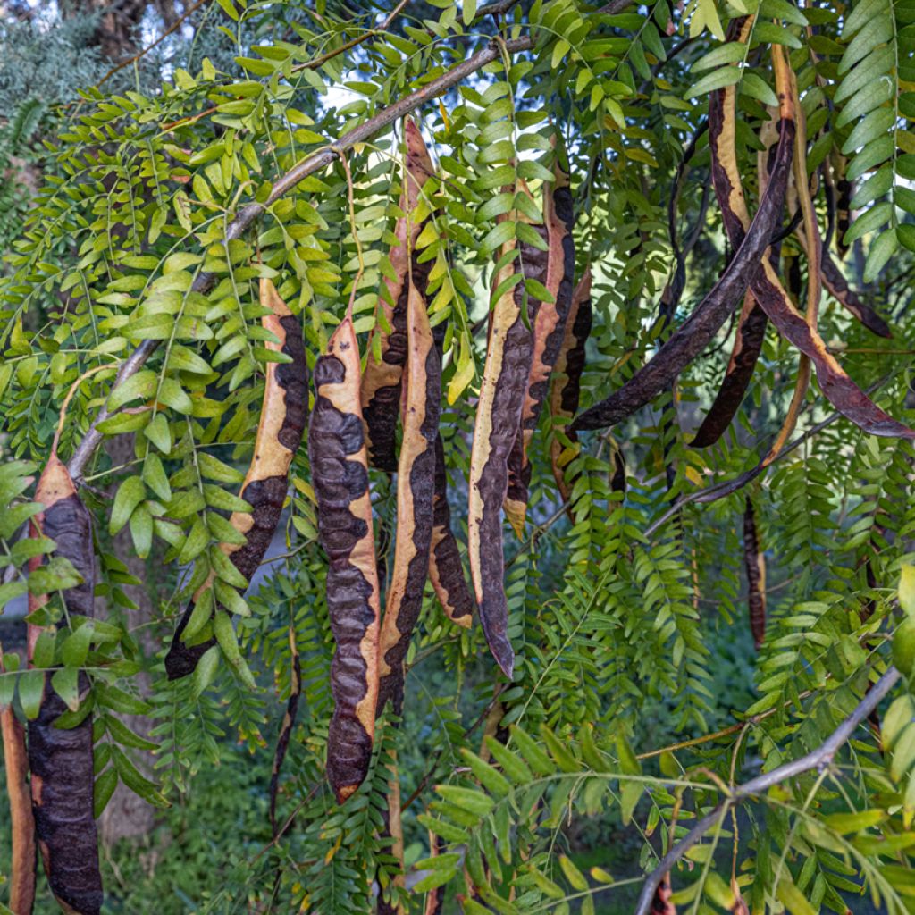 Ceratonia siliqua - Carob