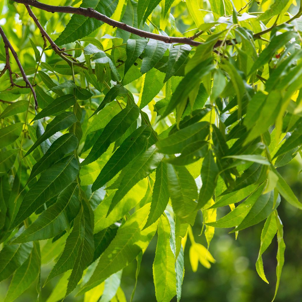 Carya illinoinensis Pawnee - Pecan Tree