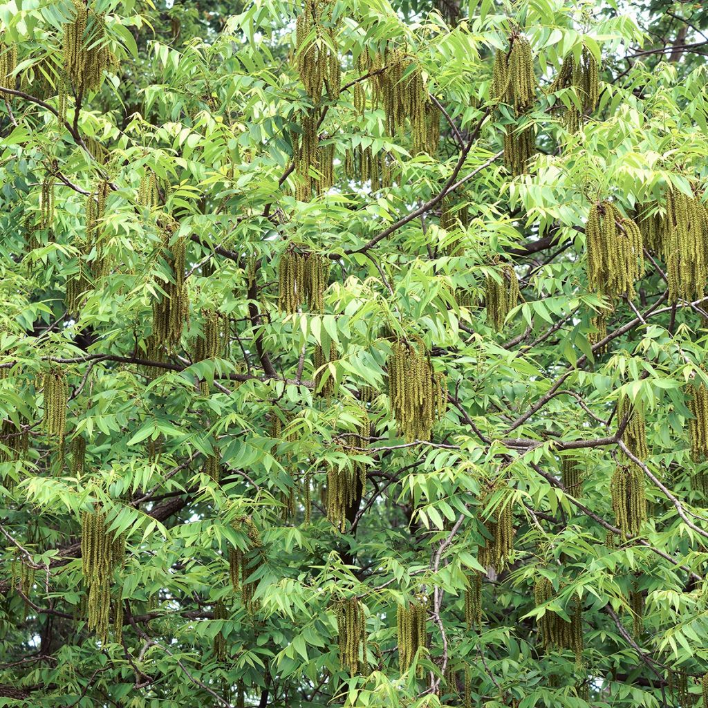 Carya illinoinensis Shoshoni - Pecan Tree