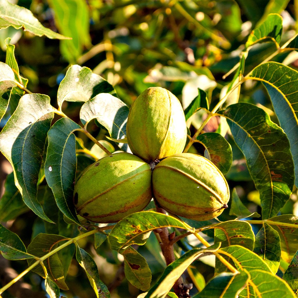 Carya illinoinensis Shoshoni - Pecan Tree