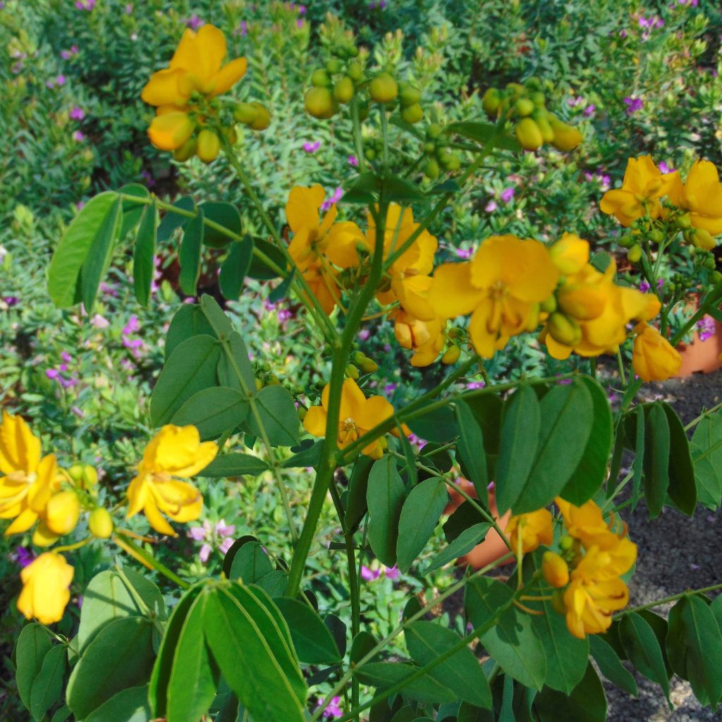 Cassia floribunda