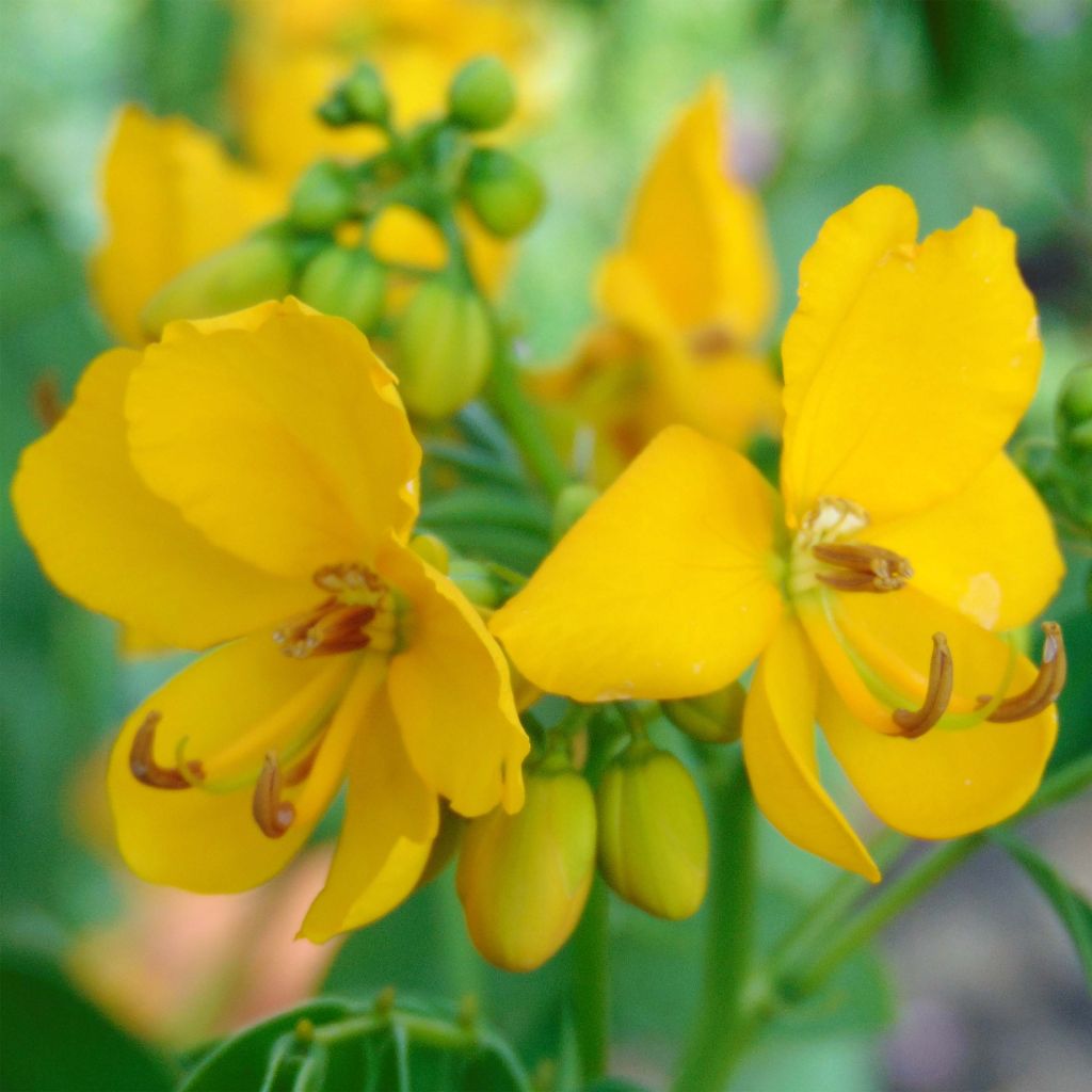 Cassia floribunda