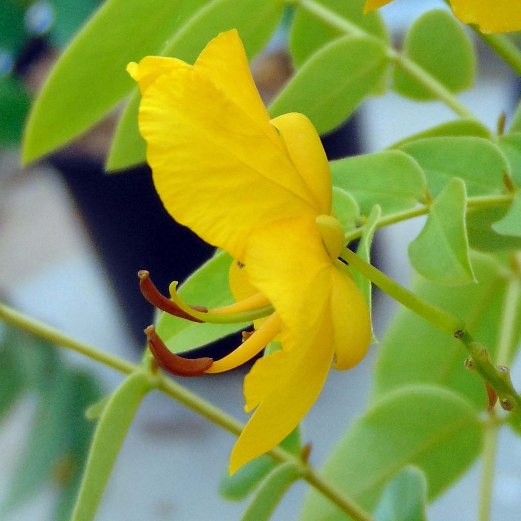 Cassia floribunda
