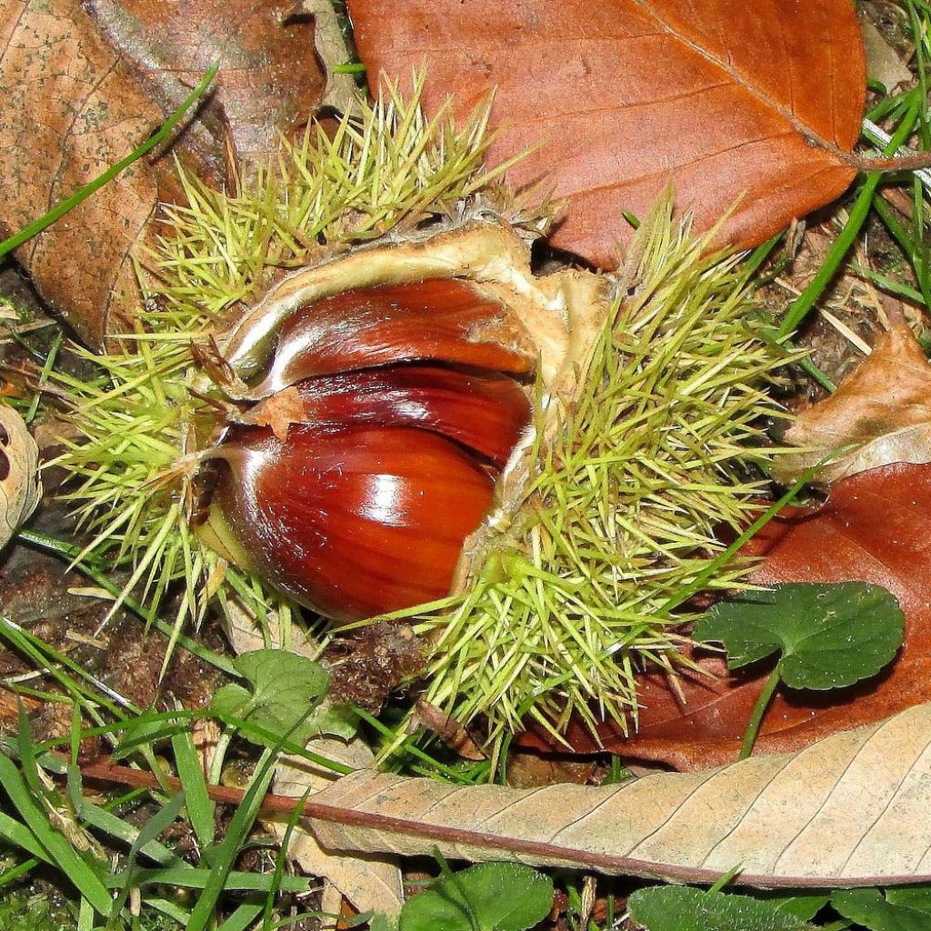 Common Chestnut - Castanea sativa