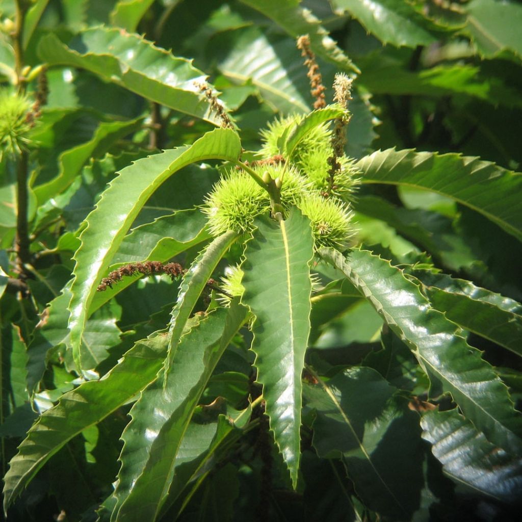 Common Chestnut - Castanea sativa