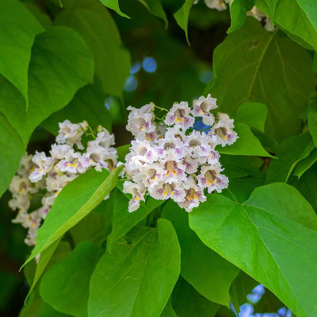 Catalpa bignonioides seeds - Indian bean tree