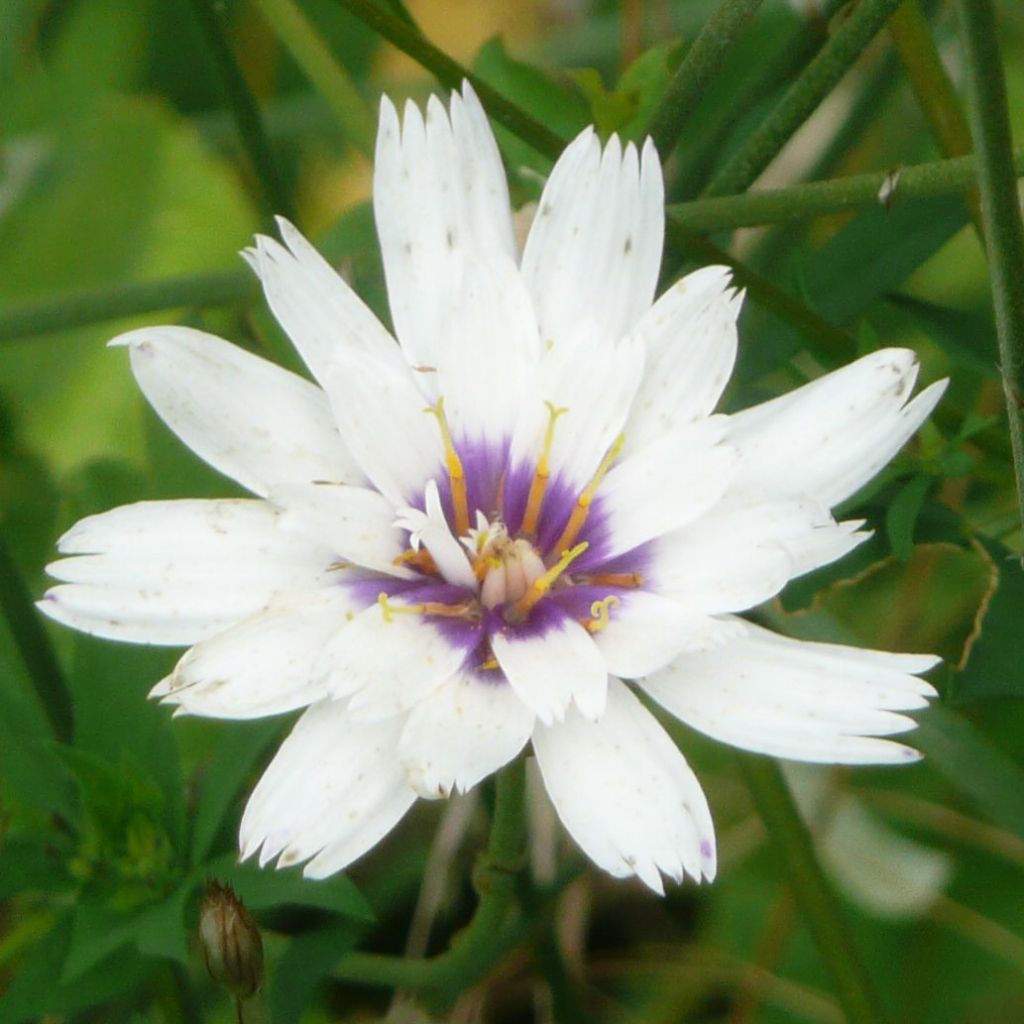 Catananche caerulea Alba