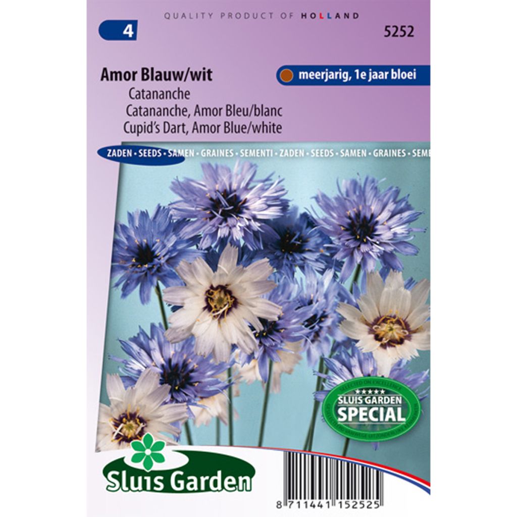 Catananche caerulea Amor Blue/White - Cupids dart seeds
