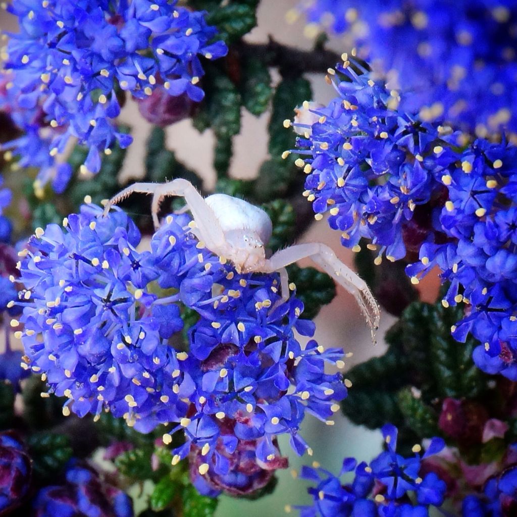 Ceanothus Dark Star