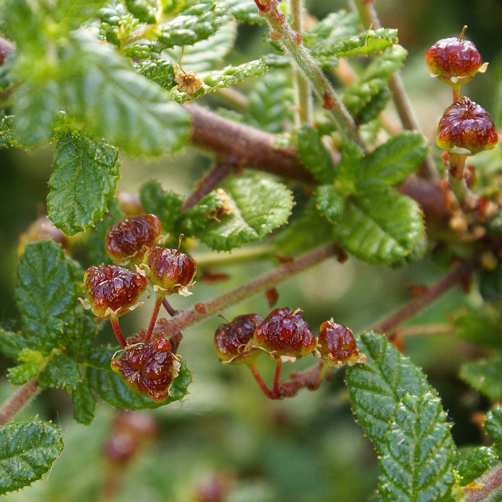 Ceanothus Dark Star